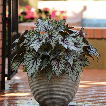 Begonia 'Jurassic Green Streak' - Begonia, Rex