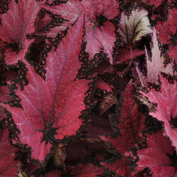 Begonia 'Jurassic Pink Shades' - Begonia, Rex