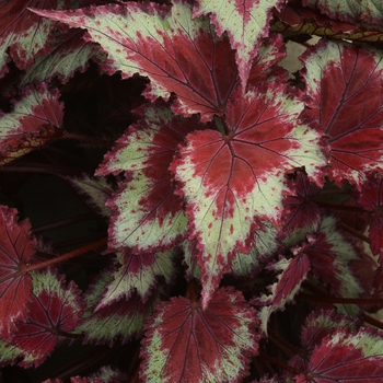 Begonia 'Jurassic Red Splash' - Begonia, Rex