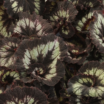 Begonia 'Jurassic Silver Swirl' - Begonia, Rex