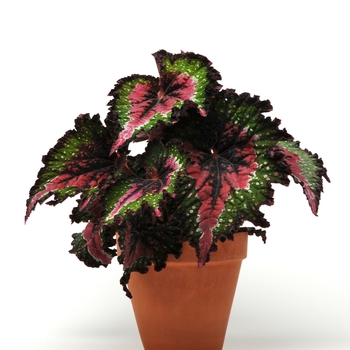 Begonia, Rex - Jurassic&trade; Watermelon