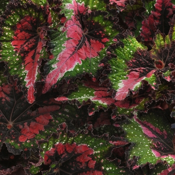 Begonia 'Jurassic Watermelon' - Begonia, Rex