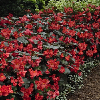 Begonia x benariensis 'Whopper Red Bronze Leaf' - Begonia