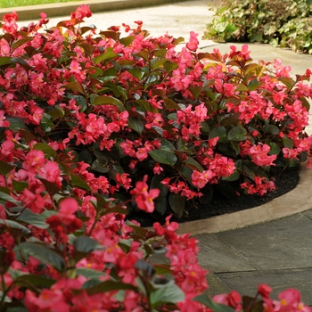 Begonia x benariensis 'Whopper Rose Bronze Leaf' - Begonia