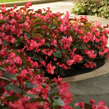 Begonia x benariensis 'Whopper Rose Bronze Leaf' - Begonia