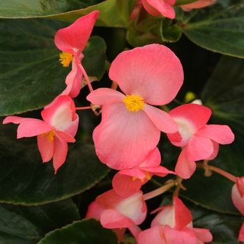 Begonia x benariensis 'Whopper Rose Green Leaf' - Begonia