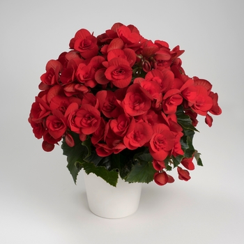 Begonia, Rieger - Baladin