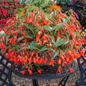 Begonia boliviensis 'Bossa Nova Orange' - Begonia