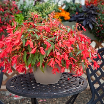 Begonia boliviensis 'Bossa Nova Rose' - Begonia