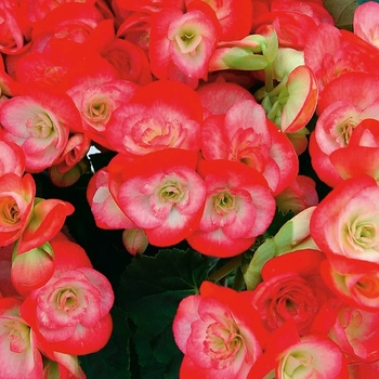 Begonia 'Peggy' - Begonia, Rieger