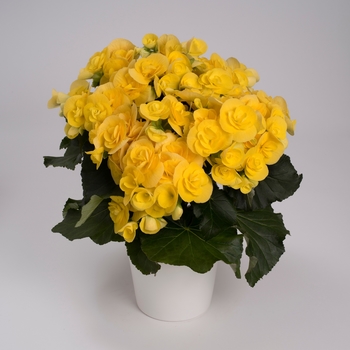 Begonia, Rieger - Rebecca