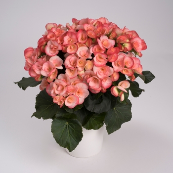 Begonia, Rieger - Renate