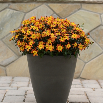 Bidens 'Bee Alive' - Bidens