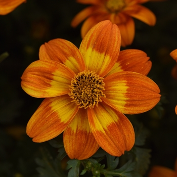 Bidens 'Bee Happy Orange' - Bidens