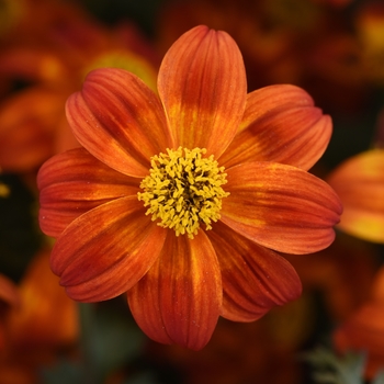 Bidens 'Bee Happy Red' - Bidens
