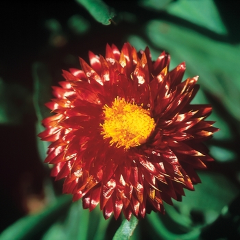 Bracteantha 'Mohave Dark Red' - Bracteantha (Strawflower)