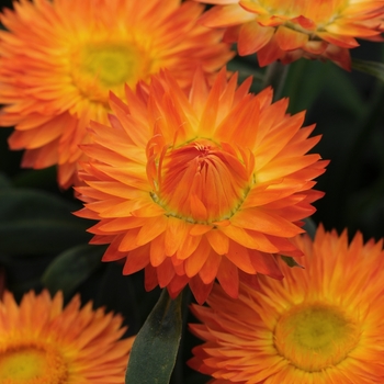 Bracteantha bracteata 'Mohave Orange' - Bracteantha (Strawflower)