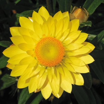 Bracteantha bracteata 'Mohave Yellow' - Bracteantha (Strawflower)