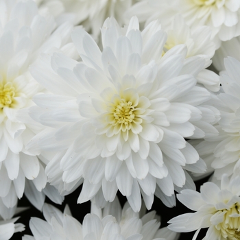 Chrysanthemum morifolium - Bridal White 