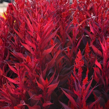 Celosia argentea pulmosa 'Dragon's Breath' - Celosia