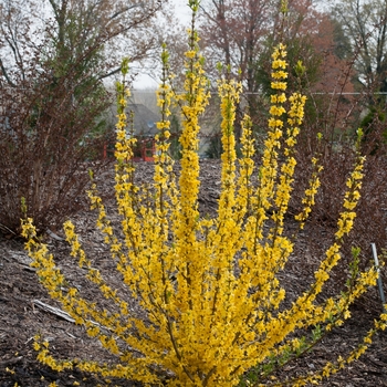 Forsythia 'Minfor6' PP24361 (Forsythia) - Show Off Starlet® Forsythia