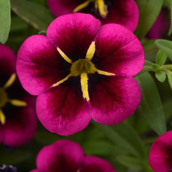 Calibrachoa (Trailing Petunia) - Cabaret® 'Good Night Kiss'