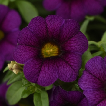 Calibrachoa x hybrida 'Minifamous Uno Dark Blue' - Calibrachoa (Mini Petunia)