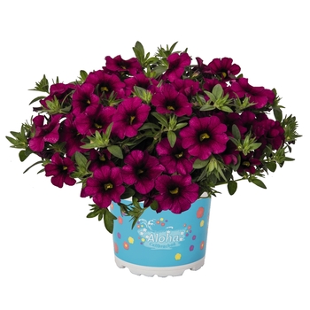 Calibrachoa 'Aloha Kona Neon' - Calibrachoa (Mini Petunia)