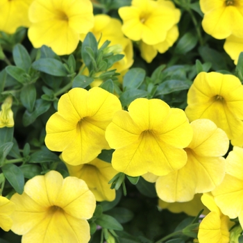 Calibrachoa 'Aloha Kona Yellow' - Calibrachoa (Mini Petunia)