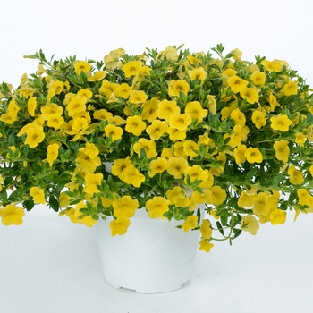 Calibrachoa hybrida 'Noa®, 'Yellow' - Calibrachoa (Million Bells)