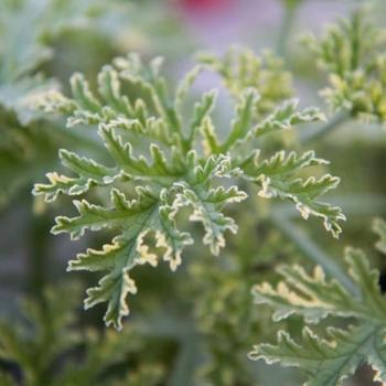 Pelargonium 'Lady Plymouth' (Scented Geranium) - Scented Geranium