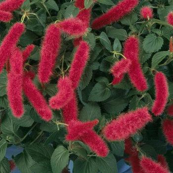 Acalypha pendula 'Firetail' Chenille Plant - Acalypha 