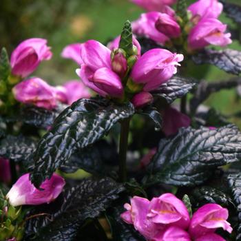 Chelone obliqua 'Tiny Tortuga' - Turtlehead