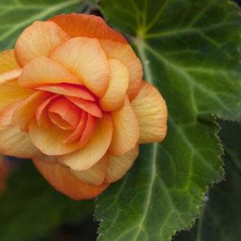 Begonia x tuberhybrida 'Illumination® Apricot Shades' - Begonia