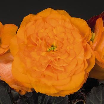 Begonia x tuberhybrida 'Nonstop® Mocca Bright Orange' - Begonia