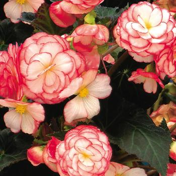 Begonia x tuberhybrida 'Nonstop® Rose Petticoat' - Begonia