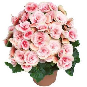 Begonia x hiemalis 'Borias' - Begonia, Rieger