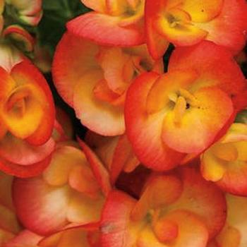 Begonia x hiemalis 'Amstel Carneval' - Rieger Begonia