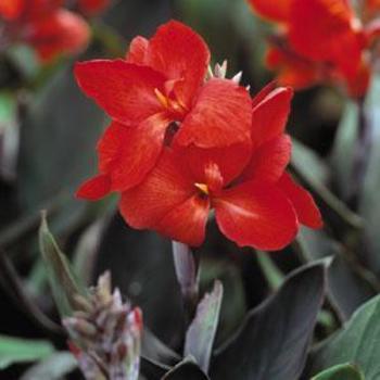 Canna x generalis 'Tropical Bronze Scarlet' - Canna