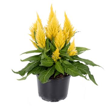 Celosia plumosa 'Kelos Fire Yellow' - Celosia
