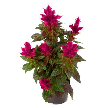 Celosia plumosa 'Kelos® Fire Scarlet' - Celosia