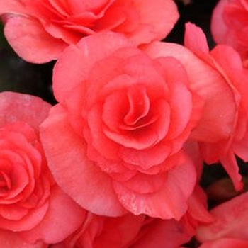 Begonia x hiemalis - Solenia® Dark Pink