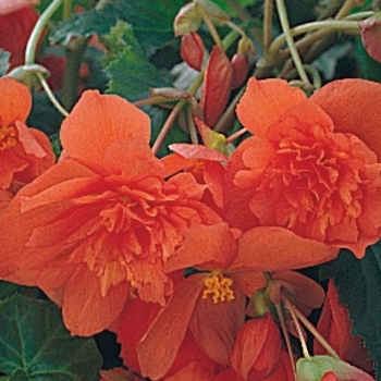 Begonia x tuberhybrida - Illumination® Orange