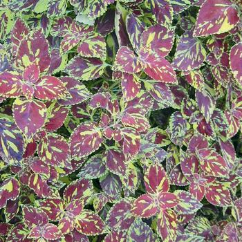 Solenostemon scutellarioides 'Splish Splash®' - Coleus