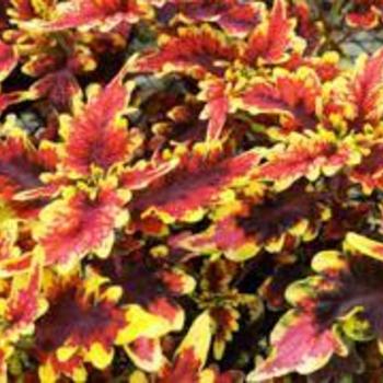 Solenostemon scutellarioides 'Stained Glassworks Golden Gate' - Coleus