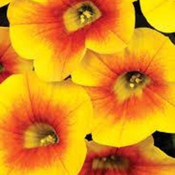 Calibrachoa (Million Bells) - Calibrachoa