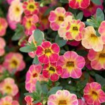 Calibrachoa 'Chameleon® Sunshine Berry' - Calibrachoa (Million Bells)