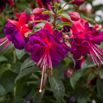 Fuchsia magellanica Windchimes® 'Upright White' - Fuchsia