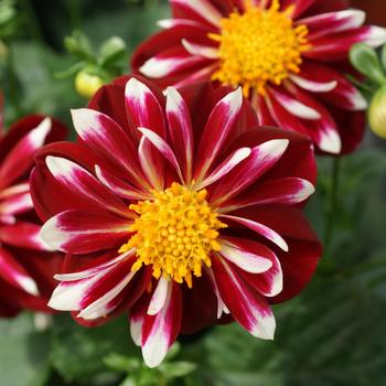 Dahlia 'Starsister® Red & White' - Dahlia