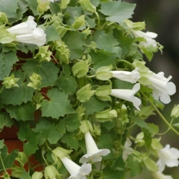Lophospermum hybrid 'Lofos Compact White' - Compact White Lofos®